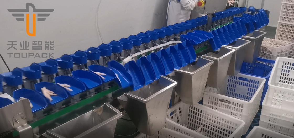 Máquina de classificação circular do peso da multi categoria do tela táctil para frutos dos peixes da gema