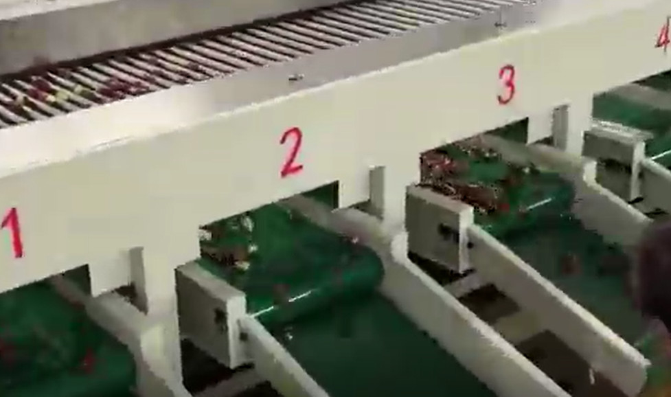 Máquina de classificação dos jujuba do aço carbono 220V que classifica a linha de produção